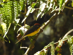 Myioborus brunniceps