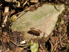 Telenassa berenice