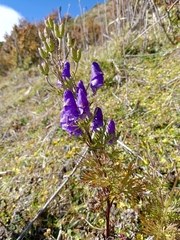 Aconitum fukutomei