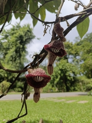 Aristolochia tongbiguanensis