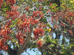 Erythrina falcata