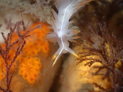 Coryphella trilineata