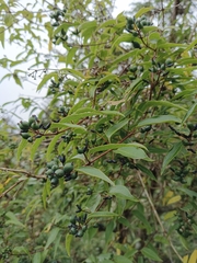 Lonicera acuminata