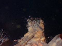 Caprella