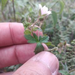 Geranium seemannii