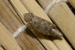 Jassargus