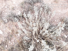 Mercurialis tomentosa
