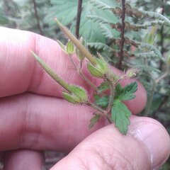 Geranium seemannii