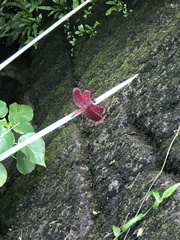 Neurothemis taiwanensis