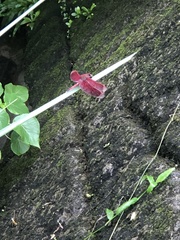 Neurothemis taiwanensis