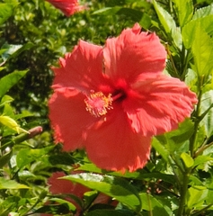 Hibiscus rosa-sinensis