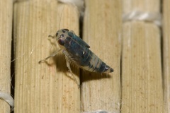 Macrosteles variatus