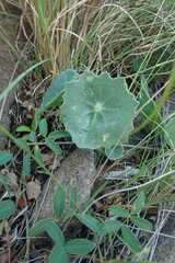 Senecio oxyriifolius