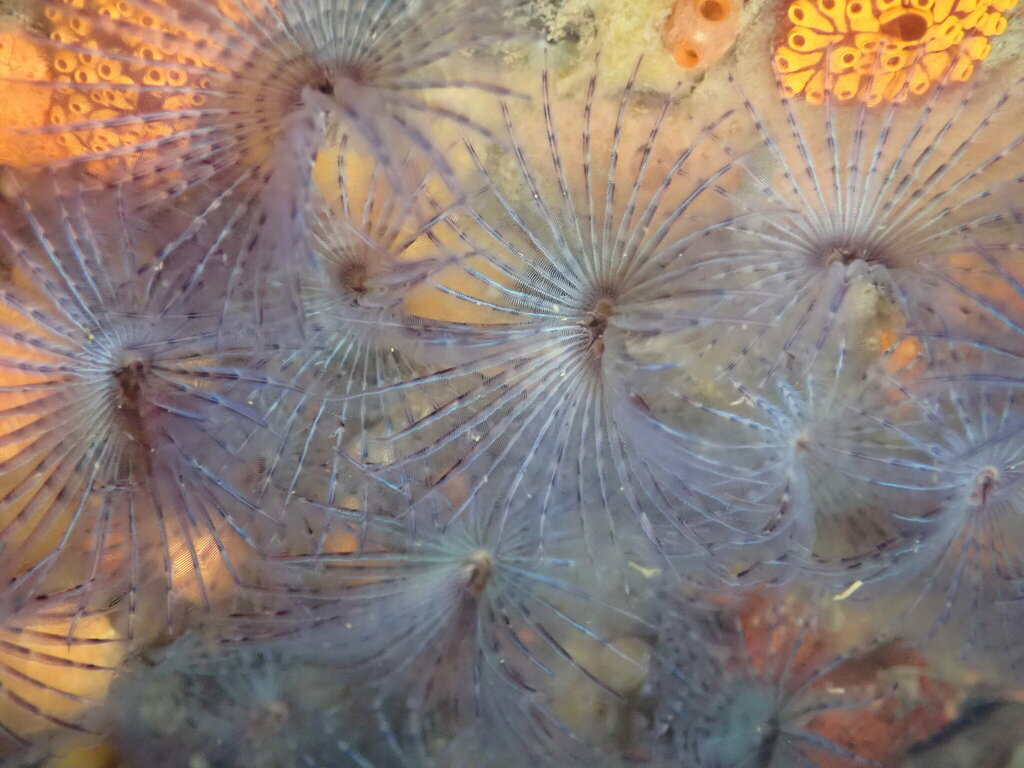 Bispira pacifica