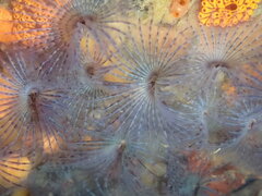 Bispira pacifica