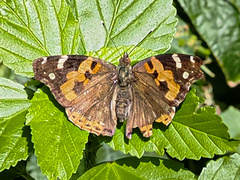 Vanessa indica