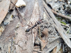 Myrmecia pyriformis