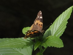 Vanessa indica