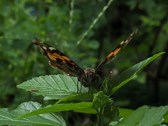 Vanessa indica