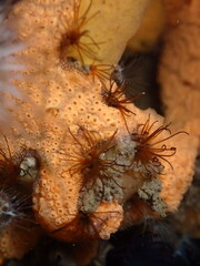 Dodecaceria fewkesi