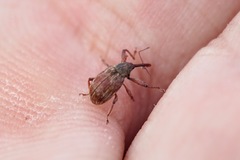 Anthonomus rectirostris