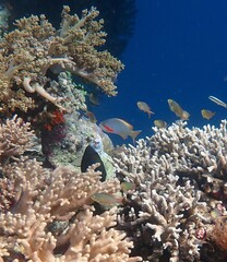 Pseudanthias huchtii