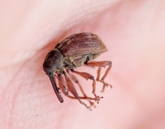 Anthonomus rectirostris