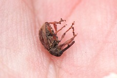 Anthonomus rectirostris