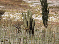 Trichocereus atacamensis