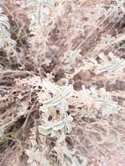 Mercurialis tomentosa