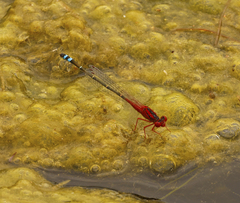 Xanthagrion erythroneurum