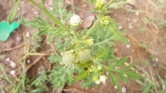 Parthenium bipinnatifidum