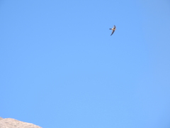 Aeronautes andecolus