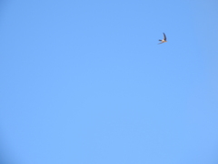 Aeronautes andecolus