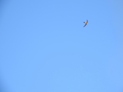 Aeronautes andecolus