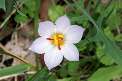 Crocus thomasii