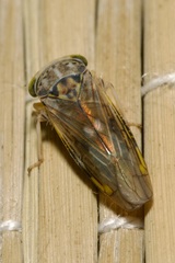 Idiocerus stigmaticalis