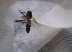 Apis dorsata binghami