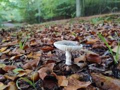 Amanita excelsa
