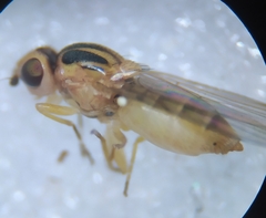 Chlorops