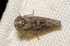 Idiocerus herrichii