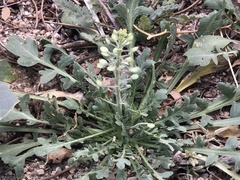Lepidium lasiocarpum