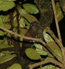 Hemibelideus lemuroides