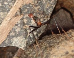 Leptomyrmex rufithorax
