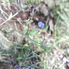 Evolvulus alsinoides