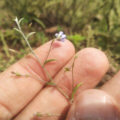 Evolvulus alsinoides