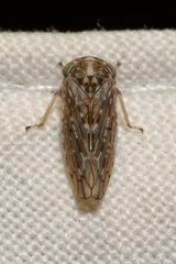 Idiocerus herrichii