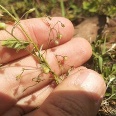 Evolvulus alsinoides