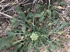 Lepidium lasiocarpum
