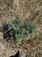 Lupinus arboreus
